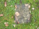 image number Thurston Edith Rose 368